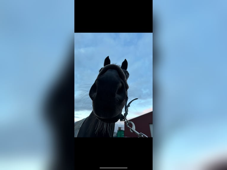 Westphalian Gelding 17 years 16,2 hh Black in Hückelhoven
