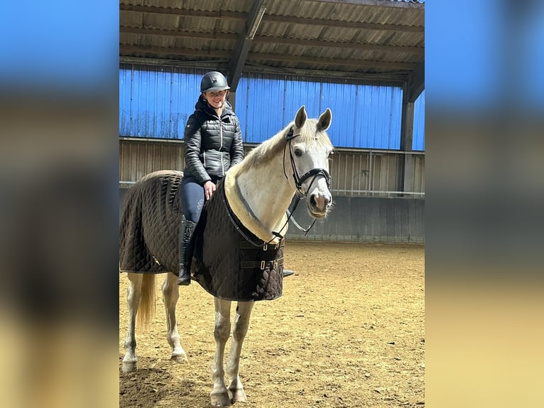 Westphalian Gelding 17 years 16,2 hh Grey in Uedem