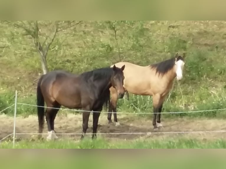 Westphalian Gelding 17 years 17 hh Bay-Dark in Waldeck