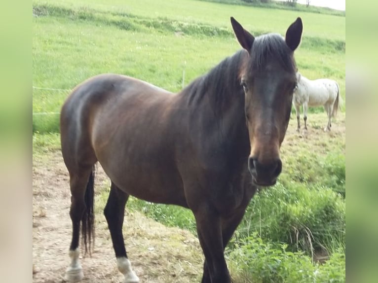 Westphalian Gelding 17 years 17 hh Bay-Dark in Waldeck