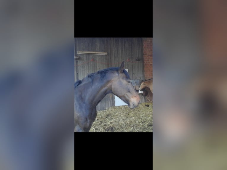 Westphalian Gelding 17 years 17 hh Bay-Dark in Waldeck