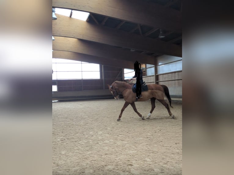 Westphalian Gelding 17 years 17 hh Chestnut-Red in Balingen