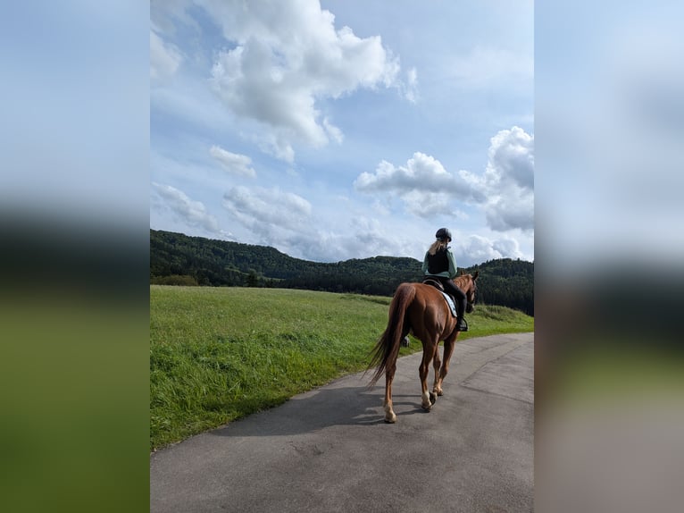 Westphalian Gelding 17 years 17 hh Chestnut-Red in Balingen