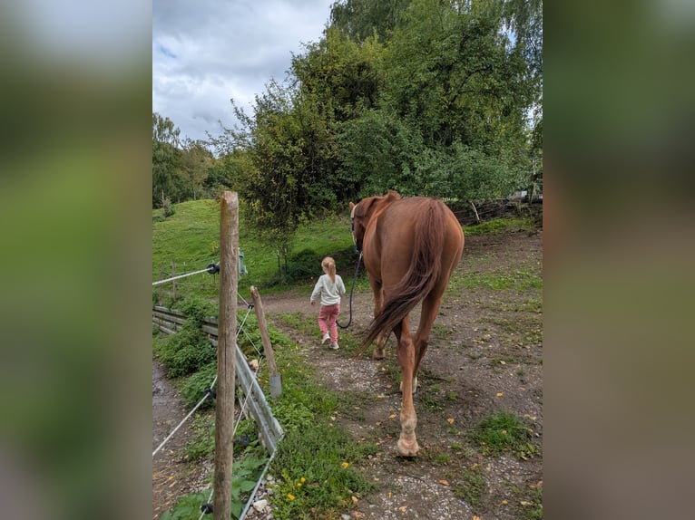Westphalian Gelding 17 years 17 hh Chestnut-Red in Balingen