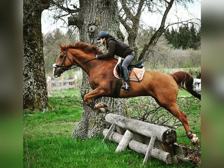 Westphalian Gelding 17 years 17 hh Chestnut-Red in Balingen