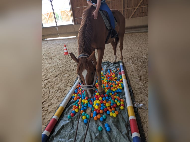 Westphalian Gelding 17 years 17 hh Chestnut-Red in Balingen