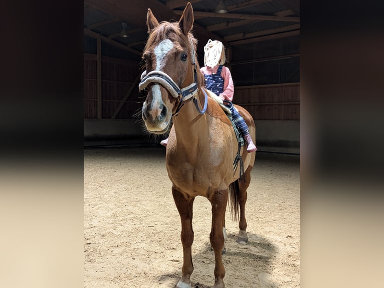 Westphalian Gelding 17 years 17 hh Chestnut-Red in Balingen