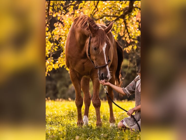 Westphalian Gelding 17 years 17 hh Chestnut-Red in Balingen