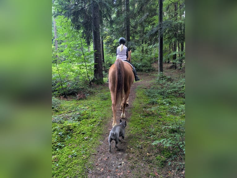 Westphalian Gelding 17 years 17 hh Chestnut-Red in Balingen