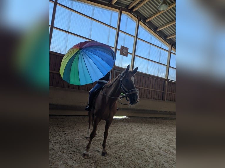 Westphalian Gelding 17 years 17 hh Chestnut-Red in Balingen
