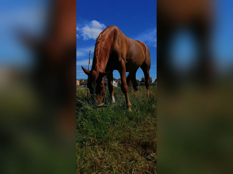 Westphalian Gelding 17 years 17 hh Chestnut-Red in Kassel