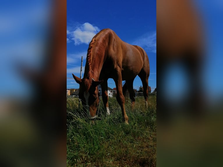 Westphalian Gelding 17 years 17 hh Chestnut-Red in Kassel