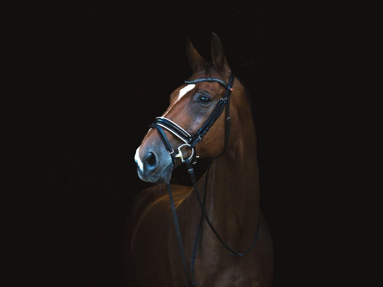 Westphalian Gelding 17 years 17,1 hh Brown in Tecklenburg