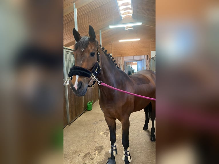 Westphalian Gelding 18 years 16 hh Brown in Waldachtal