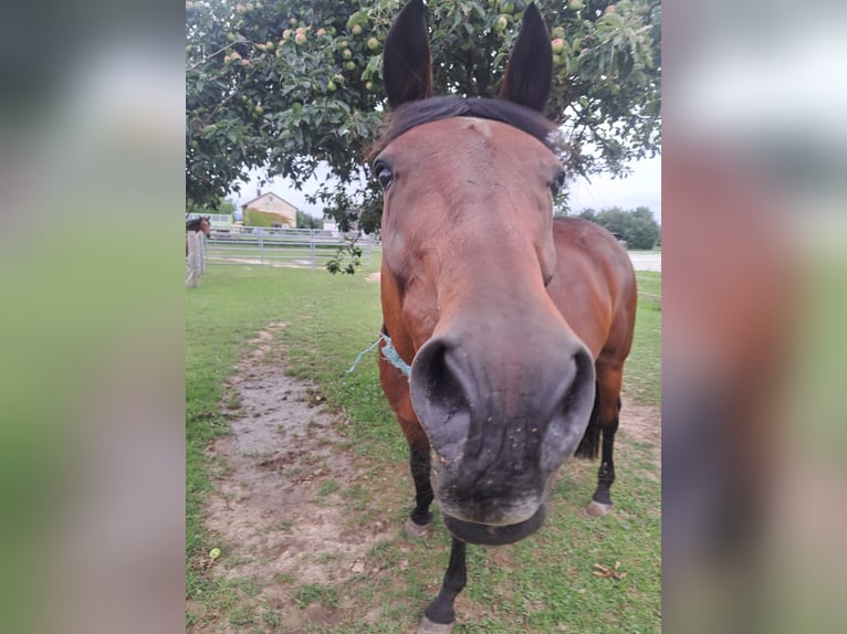 Westphalian Gelding 18 years 16,1 hh Brown in Gro&#xDF;ostheim
