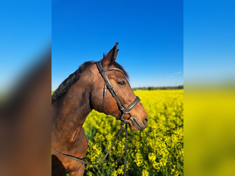 Westphalian Gelding 18 years 16,1 hh Brown in Gro&#xDF;ostheim