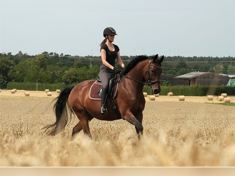 Westphalian Gelding 18 years 16,1 hh Brown in Gro&#xDF;ostheim
