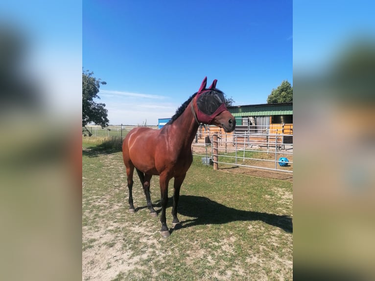 Westphalian Gelding 18 years 16,1 hh Brown in Gro&#xDF;ostheim