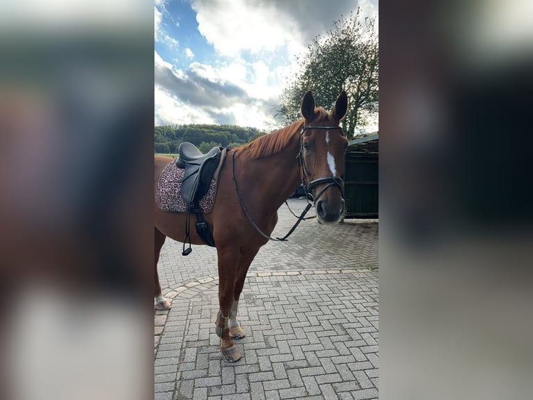 Westphalian Gelding 18 years 17,1 hh Chestnut-Red in Tecklenburg