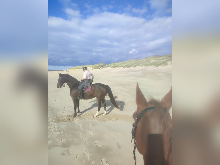 Westphalian Gelding 19 years 16.2 hh Bay-Dark in Marienrachdorf