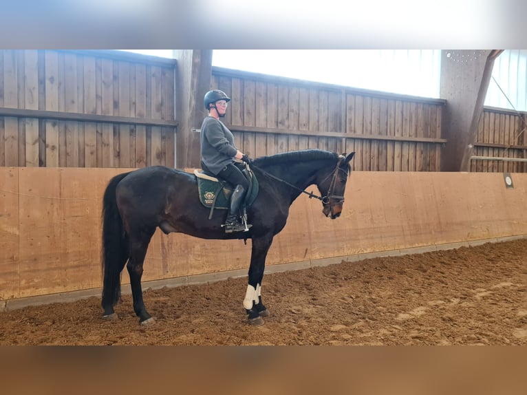 Westphalian Gelding 19 years 16,2 hh Bay-Dark in Detmold