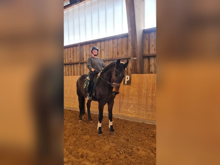 Westphalian Gelding 19 years 16,2 hh Bay-Dark in Detmold