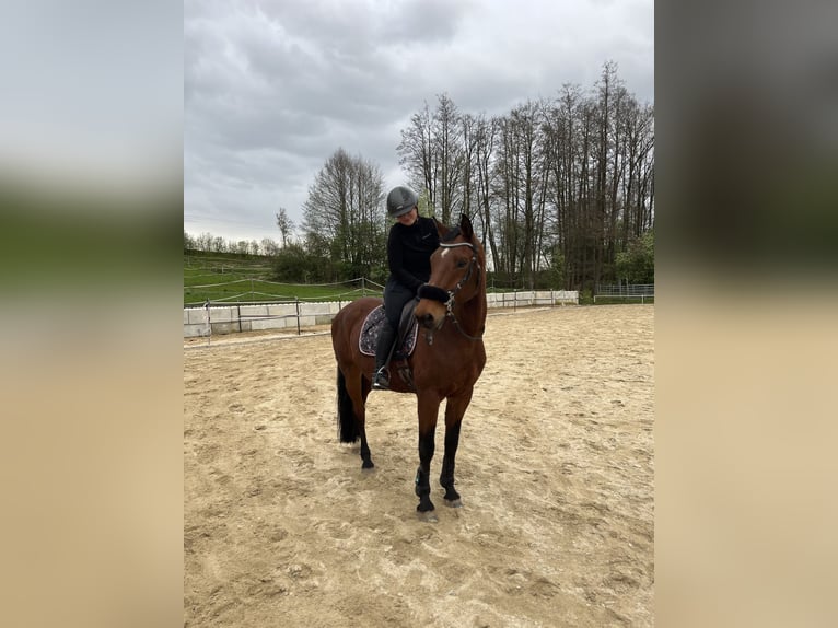 Westphalian Gelding 19 years 16 hh Brown in Bad Birnbach