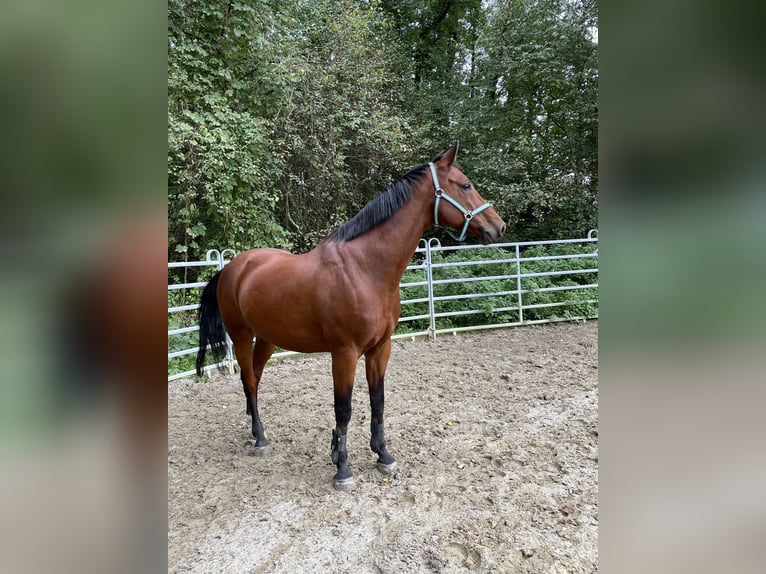 Westphalian Gelding 19 years 16 hh Brown in Bad Birnbach