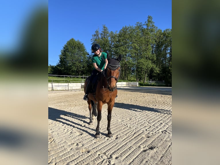 Westphalian Gelding 19 years 16 hh Brown in Bad Birnbach