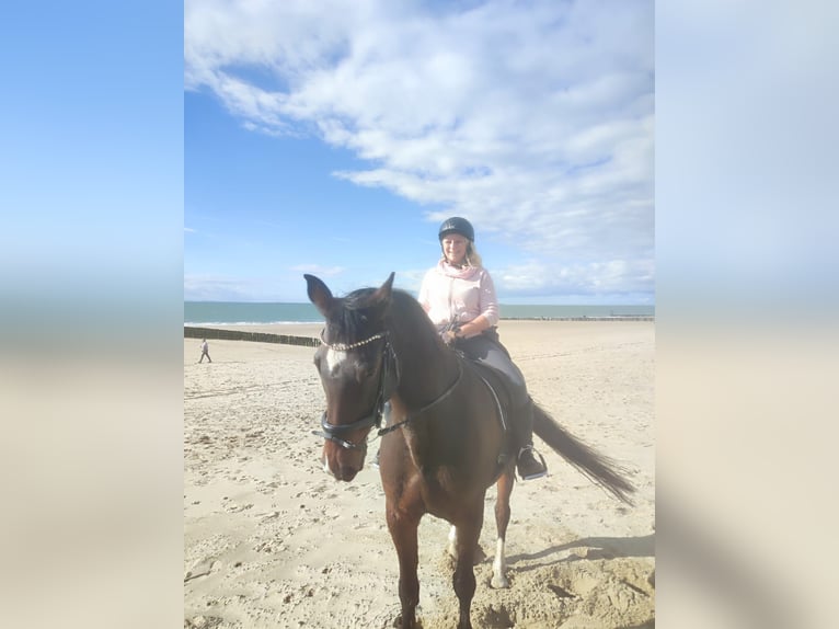 Westphalian Gelding 19 years 16,2 hh Bay-Dark in Marienrachdorf