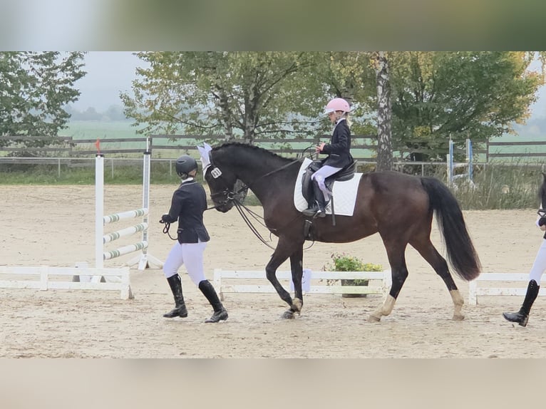 Westphalian Gelding 19 years 16,2 hh Bay-Dark in Marienrachdorf