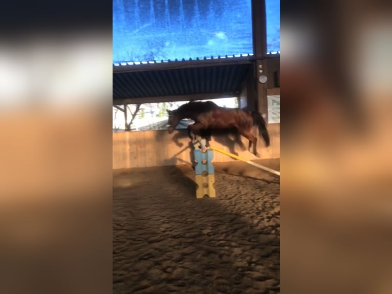 Westphalian Gelding 19 years 17 hh Bay-Dark in Bellingen