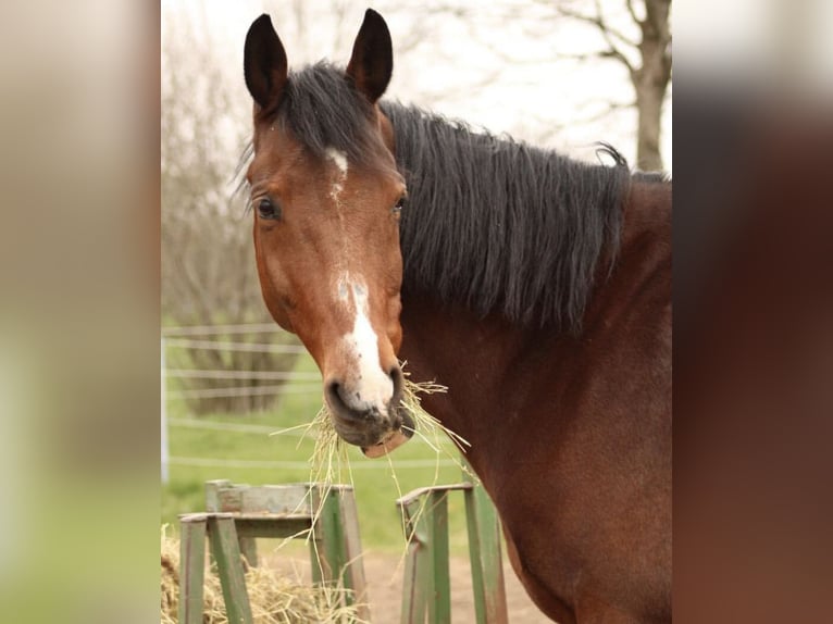 Westphalian Gelding 19 years 17 hh Bay-Dark in Bellingen