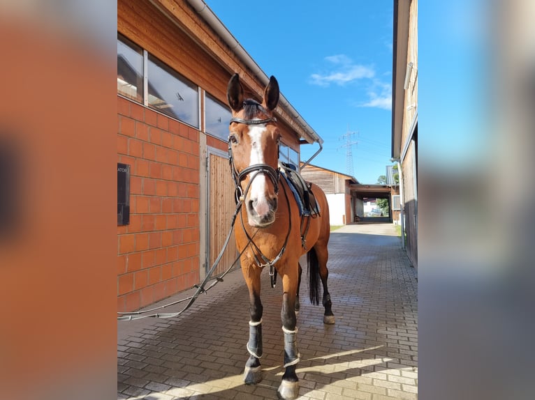 Westphalian Gelding 19 years 17 hh Brown in Walldorf