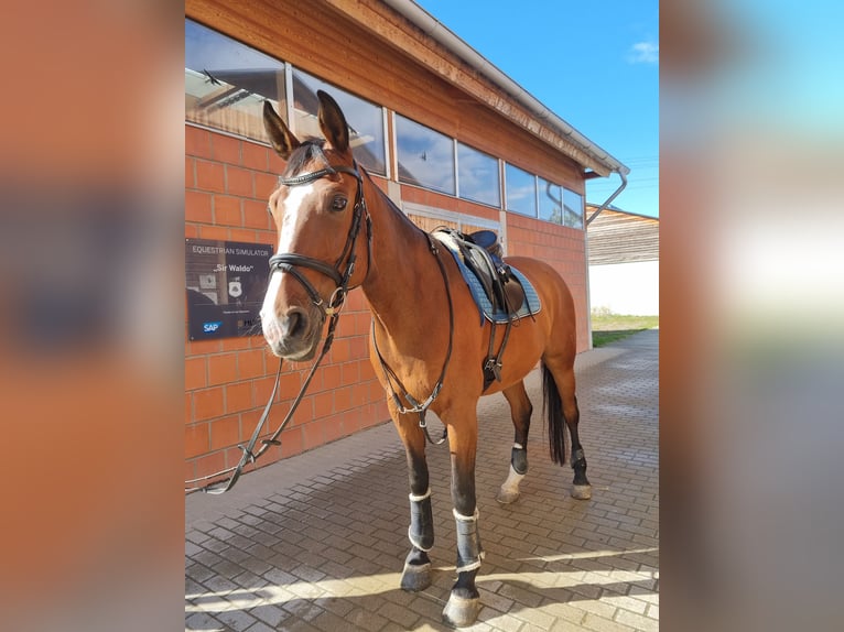Westphalian Gelding 19 years 17 hh Brown in Walldorf