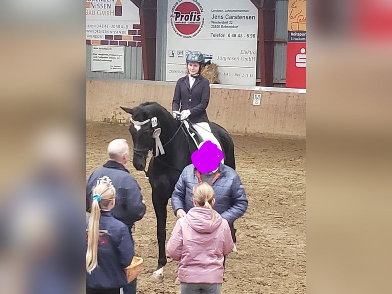 Westphalian Gelding 19 years 17,1 hh Black in Husum