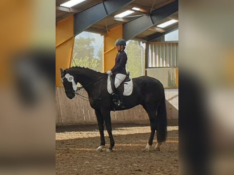 Westphalian Gelding 19 years 17,1 hh Black in Husum