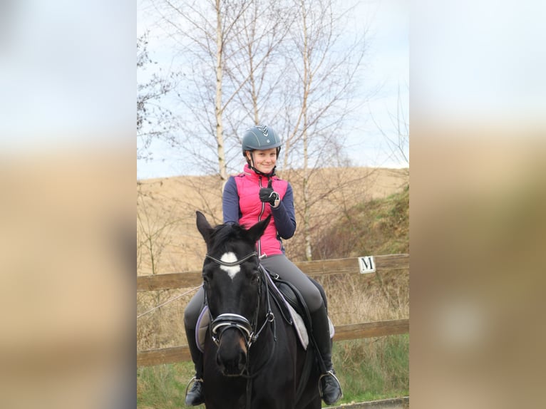 Westphalian Gelding 19 years 17,1 hh Black in Husum