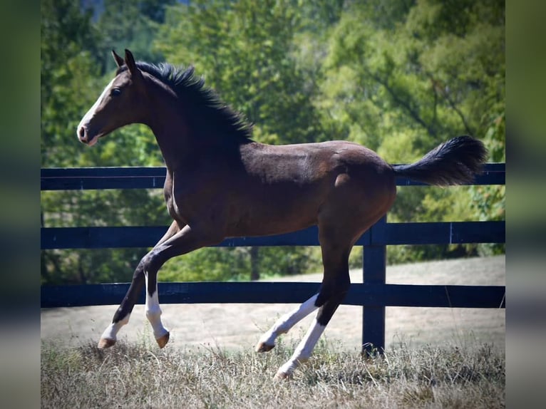 Westphalian Gelding 1 year 16,1 hh Bay-Dark in Cashion