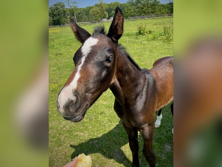 Westphalian Gelding 1 year 16.1 hh Grey in Round Hill