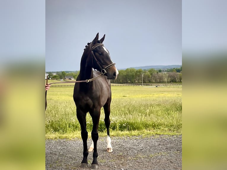 Westphalian Gelding 1 year 16.1 hh Grey in Round Hill