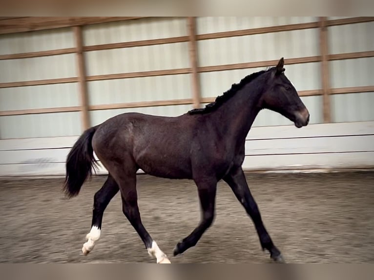 Westphalian Gelding 1 year 16.1 hh Grey in Round Hill