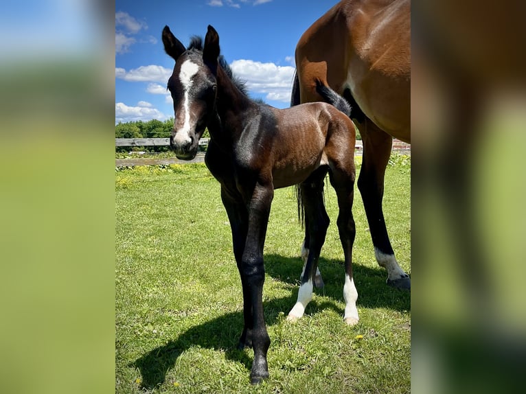 Westphalian Gelding 1 year 16.1 hh Grey in Round Hill
