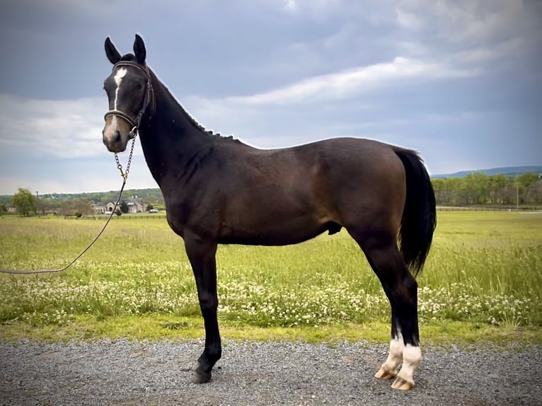 Westphalian Gelding 1 year 16.1 hh Grey in Round Hill