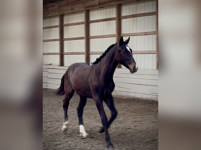 Westphalian Gelding 1 year 16.1 hh Grey in Round Hill