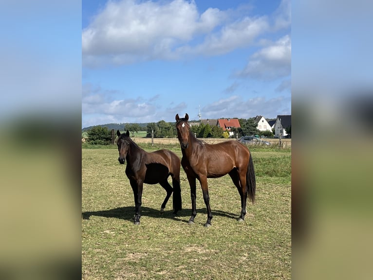 Westphalian Gelding 1 year Brown in Porta Westfalica