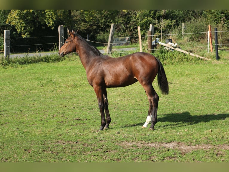Westphalian Gelding 1 year Brown in Porta Westfalica