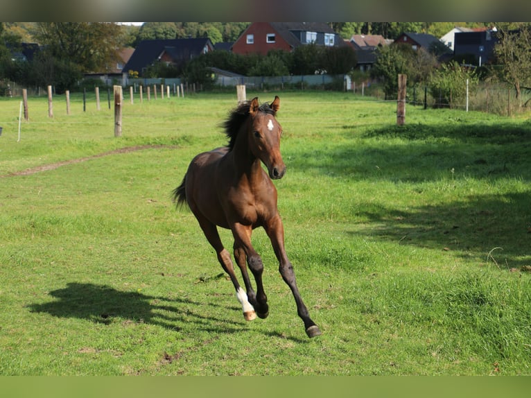 Westphalian Gelding 1 year Brown in Porta Westfalica