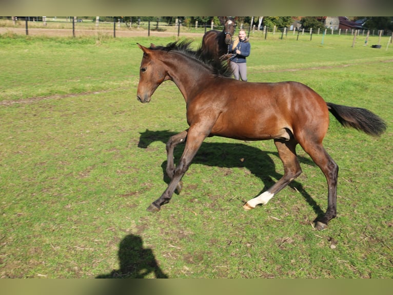 Westphalian Gelding 1 year Brown in Porta Westfalica