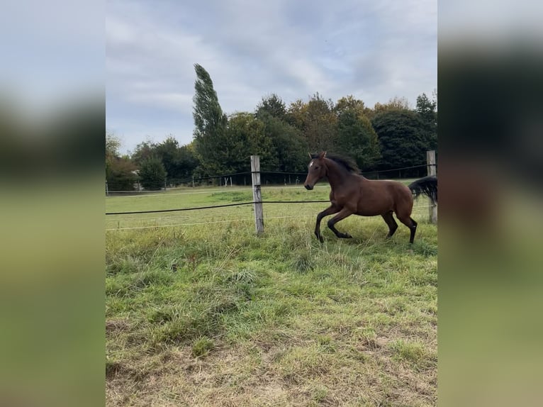 Westphalian Gelding 1 year Brown in Porta Westfalica